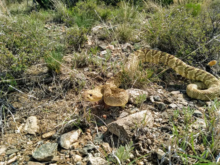 A rattlesnake photographed in its Northern Arizona habitat.