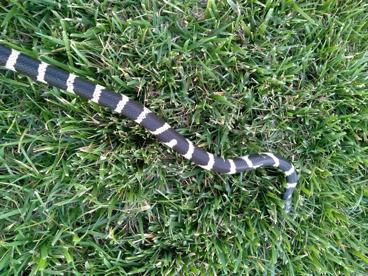 A banded nonvenomous snake moving through a lawn.