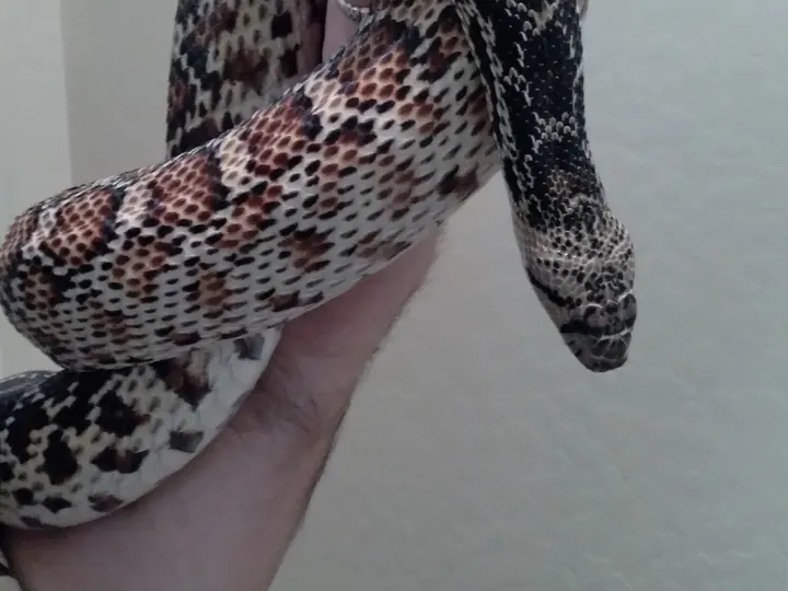 A nonvenomous snake photographed during a rescue.