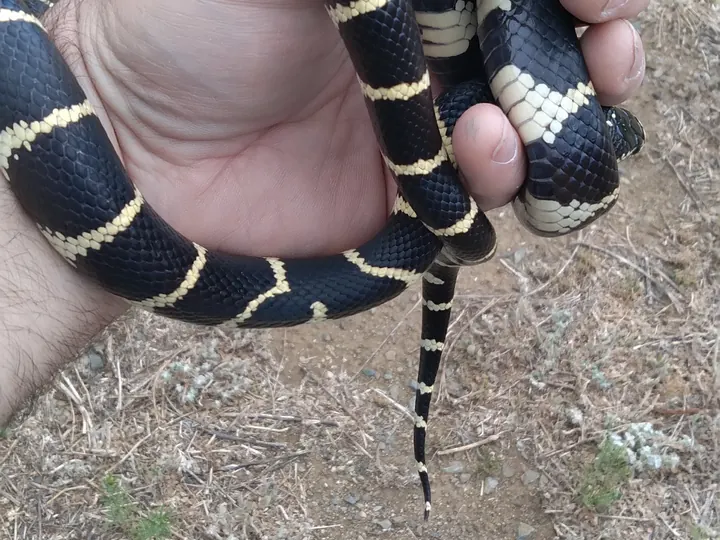 A banded snake handled carefully during relocation.