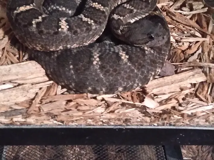 A dark rattlesnake secured before release.