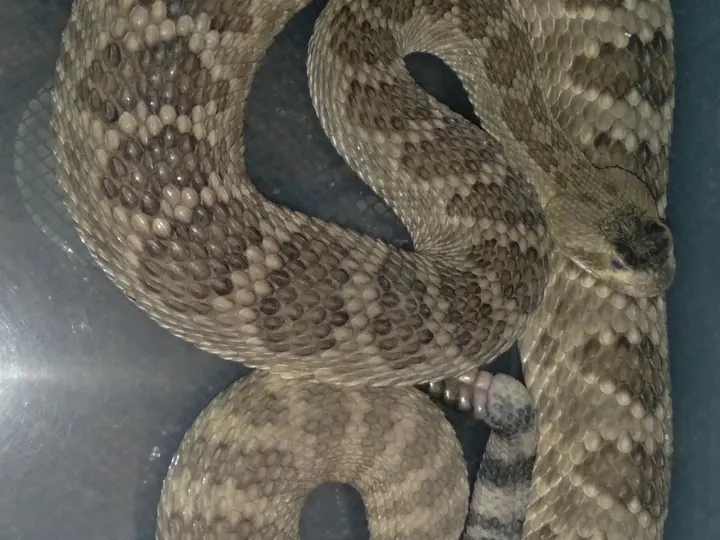 A rattlesnake safely contained for transport.