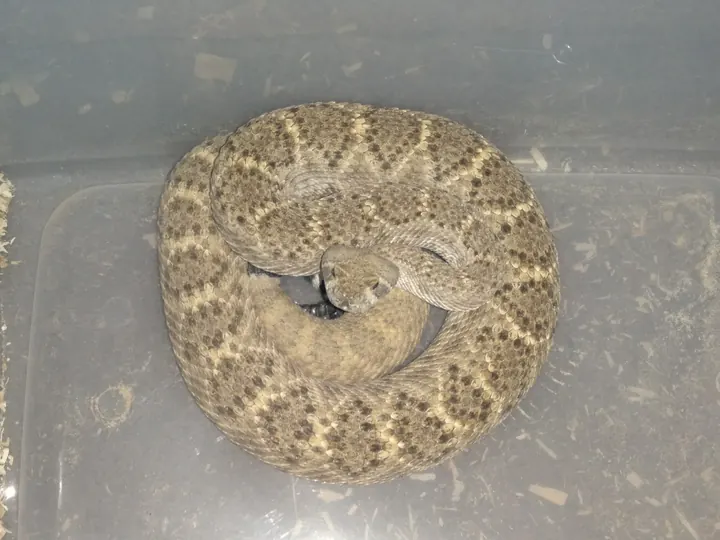 A rattlesnake photographed from a safe working distance.
