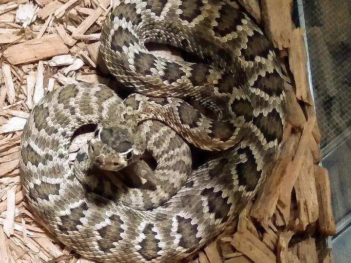 A rattlesnake coiled during a nighttime call.