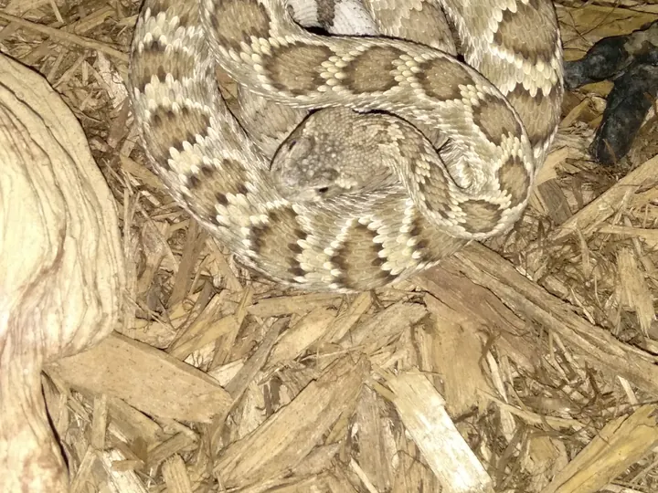 A rattlesnake secured during an evening relocation.