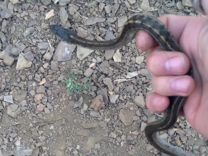 A small snake safely removed from a residential area.