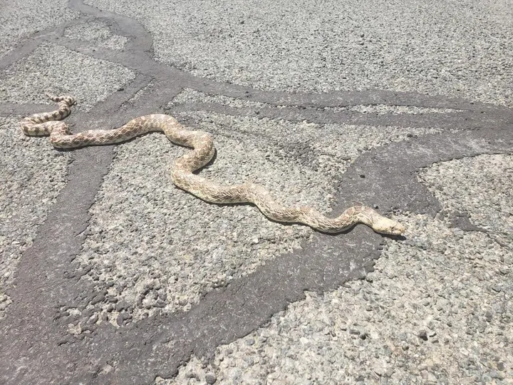 A rattlesnake crossing pavement in Northern Arizona.