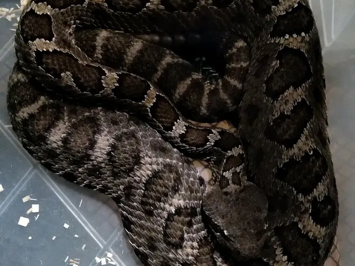 A group of dark rattlesnakes documented during rescue work.