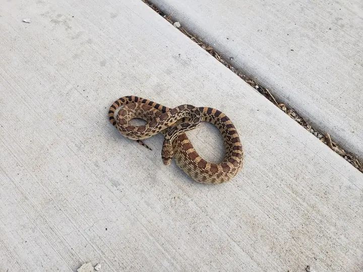 A small snake resting on a concrete walkway.
