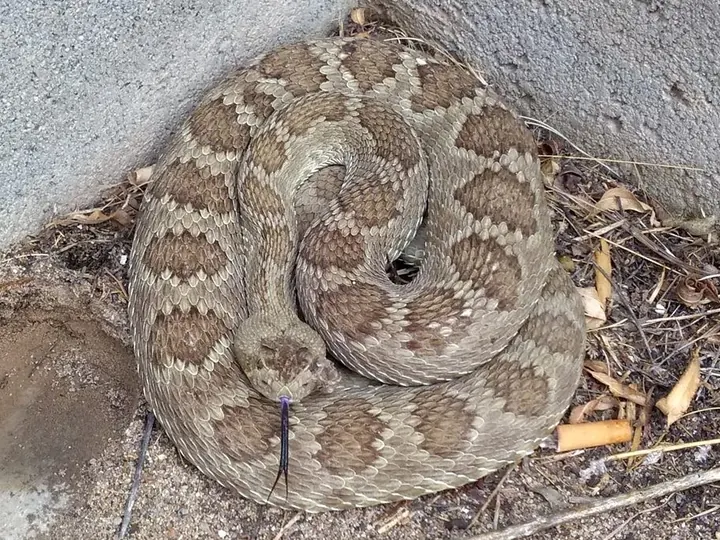 A Mojave rattlesnake coiled on natural ground.