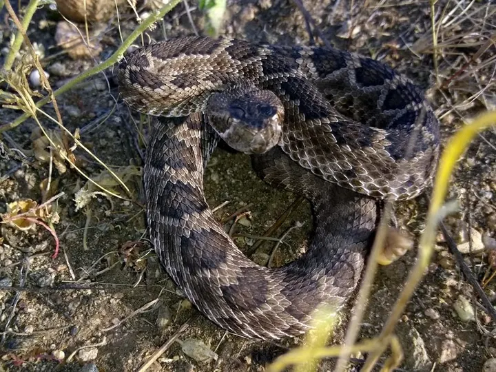 A Mojave rattlesnake photographed among desert brush.
