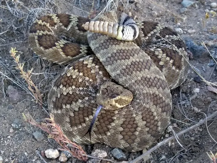 A Mojave rattlesnake coiled with its rattle visible.