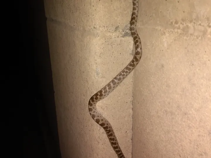 A snake photographed during a nighttime relocation call.