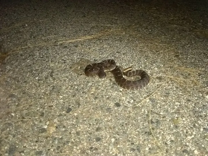 A rattlesnake encountered after dark on pavement.