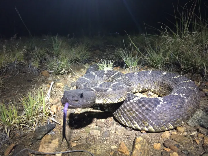 An Arizona black rattlesnake photographed during a nighttime relocation.